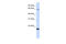 TAFA Chemokine Like Family Member 3 antibody, 25-969, ProSci, Western Blot image 