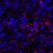 PD-L1 antibody, M00109-2, Boster Biological Technology, Immunofluorescence image 