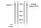 EGFR antibody, AP02378PU-S, Origene, Western Blot image 