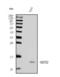 NADH:Ubiquinone Oxidoreductase Subunit B2 antibody, A13719-1, Boster Biological Technology, Western Blot image 