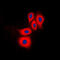 Nitric Oxide Synthase 3 antibody, LS-C352612, Lifespan Biosciences, Immunofluorescence image 