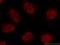 Nuclear Cap Binding Subunit 3 antibody, 24384-1-AP, Proteintech Group, Immunofluorescence image 