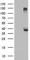 Ras Association Domain Family Member 1 antibody, CF502487, Origene, Western Blot image 