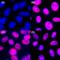 RNA Polymerase II antibody, 904007, BioLegend, Immunocytochemistry image 