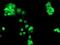 Chimerin 1 antibody, NBP2-46290, Novus Biologicals, Immunofluorescence image 