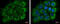 ETHE1 Persulfide Dioxygenase antibody, GTX109095, GeneTex, Immunofluorescence image 