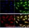 Vacuole Membrane Protein 1 antibody, NBP2-78784, Novus Biologicals, Immunocytochemistry image 