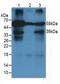 ORM1 antibody, abx131712, Abbexa, Western Blot image 