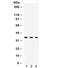 SPARC antibody, R31925, NSJ Bioreagents, Western Blot image 