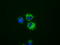 Nucleoside diphosphate kinase, mitochondrial antibody, TA501142, Origene, Immunofluorescence image 