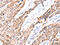 Gonadotropin Releasing Hormone Receptor antibody, CSB-PA823966, Cusabio, Immunohistochemistry paraffin image 