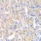 CAMP Responsive Element Binding Protein 3 antibody, LS-C748621, Lifespan Biosciences, Immunohistochemistry frozen image 