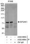 Eukaryotic Translation Initiation Factor 2 Alpha Kinase 1 antibody, A302-685A, Bethyl Labs, Immunoprecipitation image 
