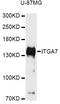 Integrin alpha-7 antibody, LS-C749249, Lifespan Biosciences, Western Blot image 