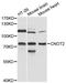 CCR4-NOT transcription complex subunit 2 antibody, LS-C747902, Lifespan Biosciences, Western Blot image 