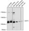 Myelin transcription factor 1 antibody, A04210, Boster Biological Technology, Western Blot image 