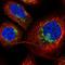 Vesicle Associated Membrane Protein 4 antibody, HPA050418, Atlas Antibodies, Immunocytochemistry image 