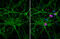 Vesicle Associated Membrane Protein 2 antibody, GTX634812, GeneTex, Immunofluorescence image 