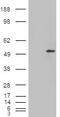 Metalloreductase STEAP4 antibody, EB07980, Everest Biotech, Western Blot image 