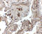 Transthyretin antibody, OAPB00883, Aviva Systems Biology, Immunohistochemistry paraffin image 