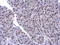 Poly(U)-binding-splicing factor PUF60 antibody, GTX629886, GeneTex, Immunohistochemistry paraffin image 