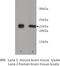 Thy-1 Cell Surface Antigen antibody, MBS355182, MyBioSource, Western Blot image 