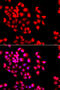 Syntaxin-binding protein 2 antibody, 14-472, ProSci, Immunofluorescence image 