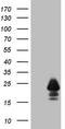 Melan-A antibody, TA807534S, Origene, Western Blot image 