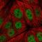 Probable ergosterol biosynthetic protein 28 antibody, HPA063568, Atlas Antibodies, Immunocytochemistry image 