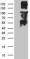 MutL Homolog 1 antibody, CF811844, Origene, Western Blot image 