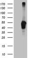 LIM/homeobox protein Lhx2 antibody, CF810336, Origene, Western Blot image 