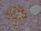 Sst2 antibody, CSB-RA827375A0HU, Cusabio, Immunohistochemistry frozen image 