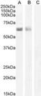 Autoimmune Regulator antibody, NB100-1063, Novus Biologicals, Western Blot image 