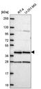 Coiled-Coil Domain Containing 84 antibody, HPA071715, Atlas Antibodies, Western Blot image 