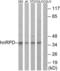 Heterogeneous Nuclear Ribonucleoprotein D antibody, LS-B7971, Lifespan Biosciences, Western Blot image 