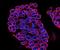 ZFP36 Ring Finger Protein Like 1 antibody, orb378429, Biorbyt, Immunofluorescence image 