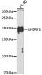 RPGR Interacting Protein 1 antibody, 22-969, ProSci, Western Blot image 