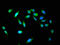 DNA Polymerase Iota antibody, orb400776, Biorbyt, Immunofluorescence image 