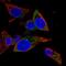 Mitochondrial Ribosomal Protein L1 antibody, HPA043656, Atlas Antibodies, Immunocytochemistry image 