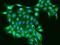 Ring Finger Protein 41 antibody, 202827-T02, Sino Biological, Immunohistochemistry frozen image 