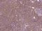 RAS Like Proto-Oncogene B antibody, 108231-T08, Sino Biological, Immunohistochemistry frozen image 