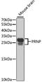 PRP antibody, MBS126977, MyBioSource, Western Blot image 