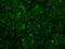 DNA-binding protein inhibitor ID-3 antibody, GTX84327, GeneTex, Immunofluorescence image 