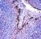 Profilin 2 antibody, PA2162, Boster Biological Technology, Immunohistochemistry frozen image 
