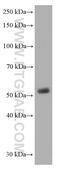 CD1a Molecule antibody, 60173-3-Ig, Proteintech Group, Western Blot image 