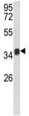 Krueppel-like factor 6 antibody, ab135783, Abcam, Western Blot image 