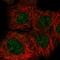 DNA repair protein RAD50 antibody, HPA052291, Atlas Antibodies, Immunofluorescence image 