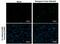Dengue Virus prM antibody, PA5-34966, Invitrogen Antibodies, Immunofluorescence image 