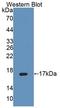 Protein-tyrosine phosphatase mitochondrial 1 antibody, LS-C703567, Lifespan Biosciences, Western Blot image 
