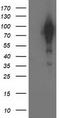 BCAR1 Scaffold Protein, Cas Family Member antibody, TA502614S, Origene, Western Blot image 